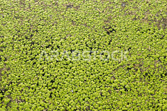 صورة لأربع أوراق البرسيم تطفو على سطح بركة المياه  ، جمال الطبيعة الخضراء