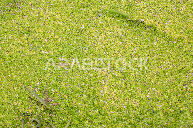 صورة لأربع أوراق البرسيم تطفو على سطح بركة المياه  ، جمال الطبيعة الخضراء