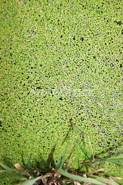 صورة لأربع أوراق البرسيم تطفو على سطح بركة المياه  ، جمال الطبيعة الخضراء