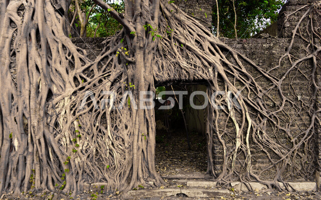 أعشاب صحراوية كبيرة في المملكة العربية السعودية ، نباتات صحراوية ، أغصان الشجر ، الطبيعة الخلابة ، جذور الشجرة الكبيرة ، جذع الشجرة