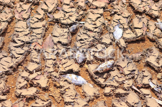 صورة لأسماك على رمال شاطئ البحر في المملكة العربية السعودية ، أضرار الجفاف والتلوث البيئي