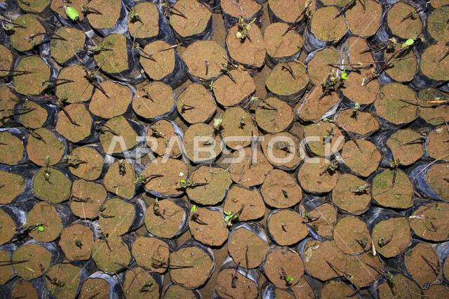 Picture of small flower plants in separate pots, buds in black plastic molds, picture inside the greenhouse for growing flowers and plants, nature in Saudi Arabia, organic plant seedlings