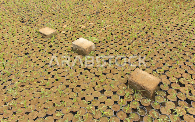 صورة لنباتات الزهور الصغيرة في  إناءات منفصلة ، براعم في قوالب البلاستيكية سوداء اللون ، صورة داخل الدفيئة لزراعة الزهور والنباتات ، الطبيعة في السعودية ، شتلات نباتية عضوية