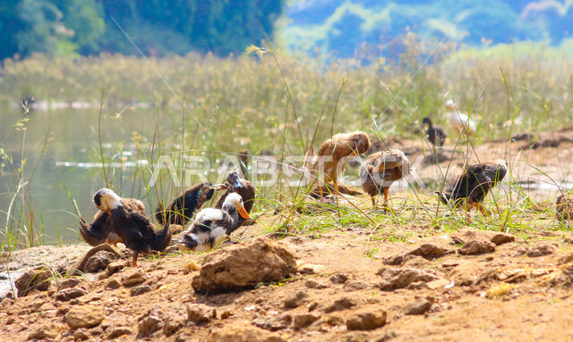 A picture of a group of ducks in all its forms in the wilderness reserve in the Kingdom of Saudi Arabia, a farm for raising ducks and geese in Saudi Arabia