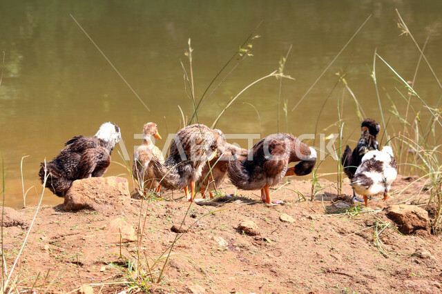 صورة لمجموعة من البط بجميع أشكاله في المحمية البرية في المملكة العربية السعودية ، مزرعة لتربية البط والأوز بالسعودية