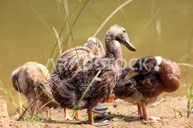 صورة لمجموعة من البط بجميع أشكاله في المحمية البرية في المملكة العربية السعودية ، مزرعة لتربية البط والأوز بالسعودية