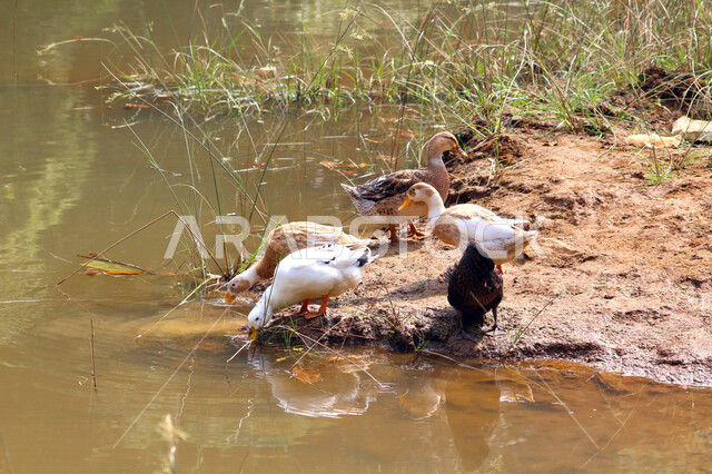 A picture of a group of ducks in all its forms in the wilderness reserve in the Kingdom of Saudi Arabia, a farm for raising ducks and geese in Saudi Arabia