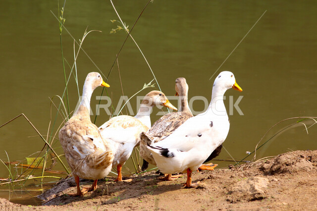 صورة لمجموعة من البط بجميع أشكاله في المحمية البرية في المملكة العربية السعودية ، مزرعة لتربية البط والأوز بالسعودية