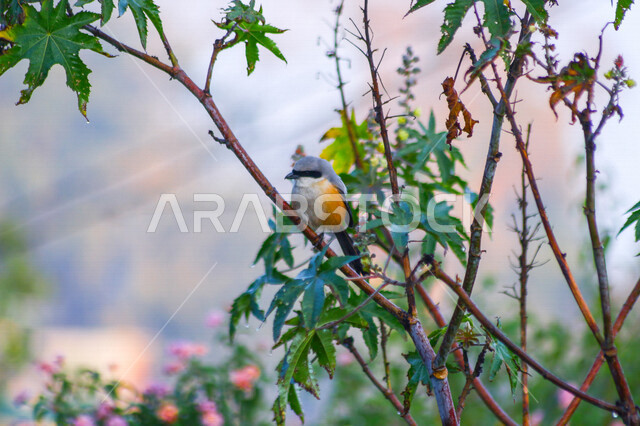 صورة لعصفور صغير على غصن الشجرة  ، الطبيعة الجميلة في السعودية في وضع النهار