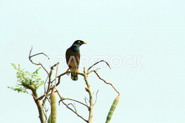 صورة لعصفور صغير على غصن الشجرة  ، الطبيعة الجميلة في السعودية في وضع النهار