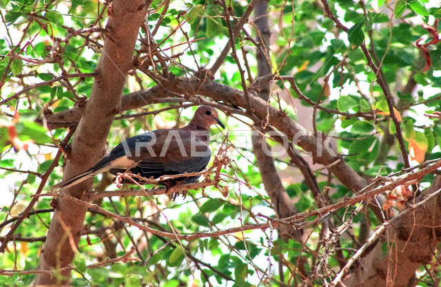 صورة مقربة لحمامة بألوان زاهية على غصن الشجرة في وضع النهار