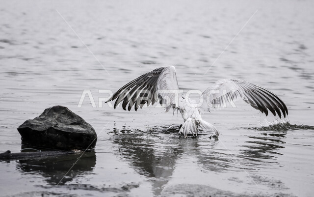 صورة لطائر النورس المائي يحلق فوق البحر ، طائر النورس الجميل ذات اللون الرمادي الفاتح