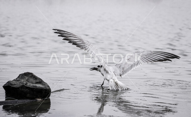 صورة لطائر النورس المائي يحلق فوق البحر ، طائر النورس الجميل ذات اللون الرمادي الفاتح