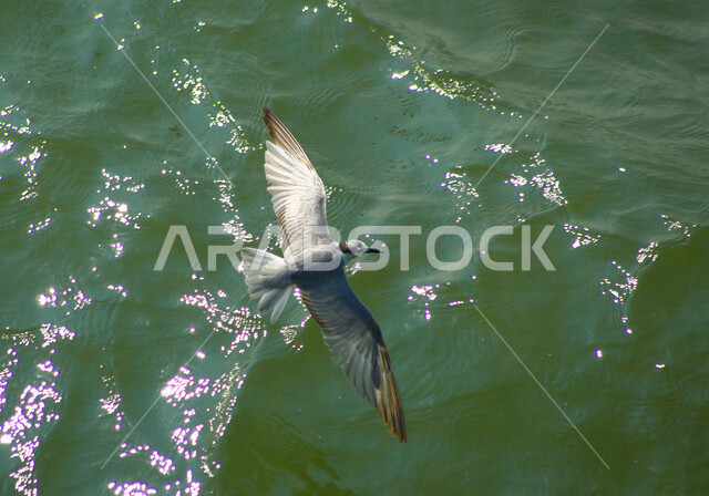 صورة لطائر النورس المائي يحلق فوق البحر ، طائر النورس الجميل ذات اللون الرمادي الفاتح