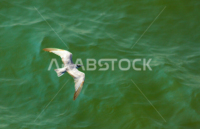 صورة لطائر النورس المائي يحلق فوق البحر ، طائر النورس الجميل ذات اللون الرمادي الفاتح