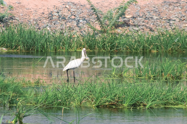 صورة لطائر البلشون الصغير ، ذو ريش أبيض نقي ومنقار أسود طويل ، الطيور المهاجرة بالسعودية ، طائر السِّنْقِيلُ ويطلق عليه ابن الماء الصغير