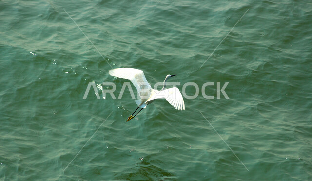 صورة لطائر البلشون الصغير ، ذو ريش أبيض نقي ومنقار أسود طويل ، الطيور المهاجرة بالسعودية ، طائر السِّنْقِيلُ ويطلق عليه ابن الماء الصغير