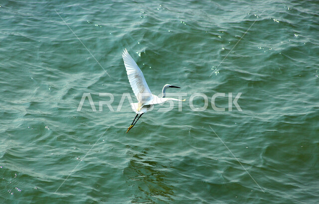 A picture of a small heron, with pure white feathers and a long black beak, the migratory bird in Saudi Arabia, the squirrel bird called the small son of water
