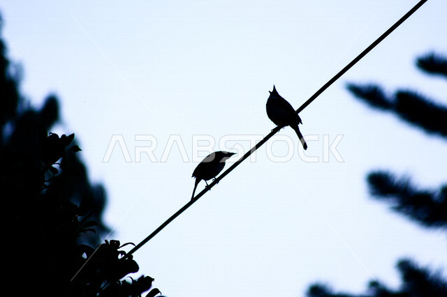 صورة إبداعية ظلية لطيور مهاجرة برية في المملكة العربية السعودية ، الطبيعة في السعودية