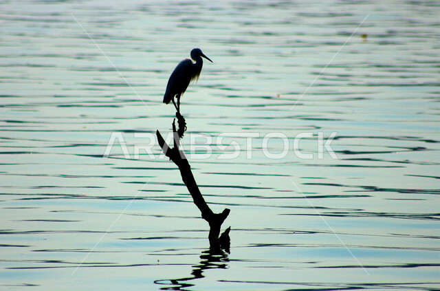 Creative silhouette of wild migratory birds in Saudi Arabia, nature in Saudi Arabia