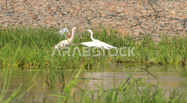 طيور مهاجرة تسمى مالك الحزين الرمادي العظيم , ذو سيقان ومنقار طويل  , تخطو فوق المستنقعات المائية بحثا عن الطعام
