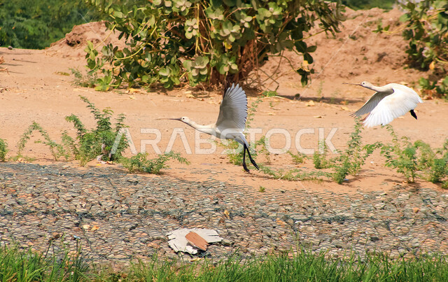 طيور مهاجرة تسمى مالك الحزين الرمادي العظيم , ذو سيقان ومنقار طويل  , تخطو فوق المستنقعات المائية بحثا عن الطعام