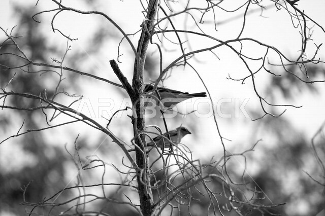 صورة لعصفورين صغيرين على غصن الشجرة  ، الطبيعة الجميلة في السعودية في وضع النهار