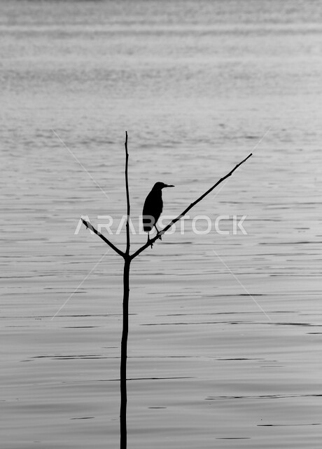 Creative silhouette of wild migratory birds in Saudi Arabia, nature in Saudi Arabia