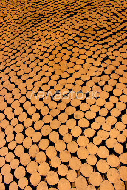 صورة لنباتات الزهور الصغيرة في  إناءات منفصلة ، براعم في قوالب البلاستيكية سوداء اللون ، صورة داخل الدفيئة لزراعة الزهور والنباتات ، الطبيعة في السعودية ، شتلات نباتية عضوية