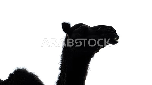 رسم توضيحي مقرب لجمل باللون الاسود, المناطق الصحراوية في المملكة العربية السعودية، الاهتمام والعناية في الثدييات، النباتات الشوكية في البراري، المرتفعات والكثبان الرملية, خلفية بيضاء