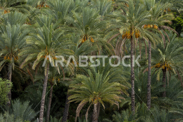 أشجار النخيل المثمرة  في سلطنة عمان ، مزارع لانتاج التمور ، موسم حصاد التمور في سلطنة عمان ، المناطق الزراعية للنخيل 