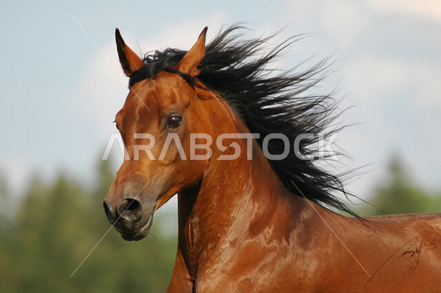 A symbol of chivalry and courage, the love of horses is inherited among the sons of the homeland, following the traditions of the ancestors in caring for and raising horses in the nature reserves in the Kingdom of Saudi Arabia, the hobby of horse riding, a lofty purebred Arabian horse