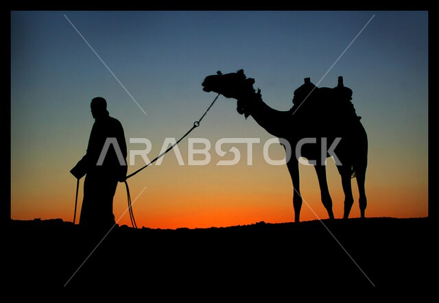 حيوان الإبل يسير فوق الكثبان الرملية في طريق السفر الصحراوي، تربية الجمال والناقات العربية في المحميات الطبيعية في البادية في المملكة العربية السعودية، الحياة البدوية الشعبية القديمة