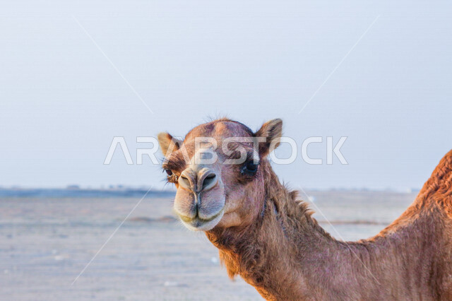 Close-up of a camel in a camel farm, a caravan of camels in a wilderness reserve, a herd of camels in the desert in the daytime