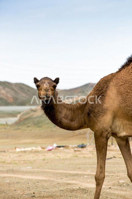 Close-up of a camel in a camel farm, a caravan of camels in a wilderness reserve, a herd of camels in the desert in the daytime