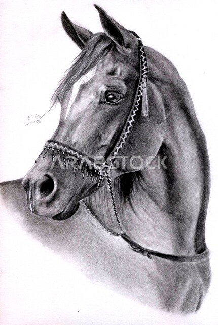 Passion for equestrianism and horse riding, black and white illustration of a purebred Arabian horse, concept of raising and training horses, following ancestral traditions in caring for horses in the Kingdom of Saudi Arabia, white background