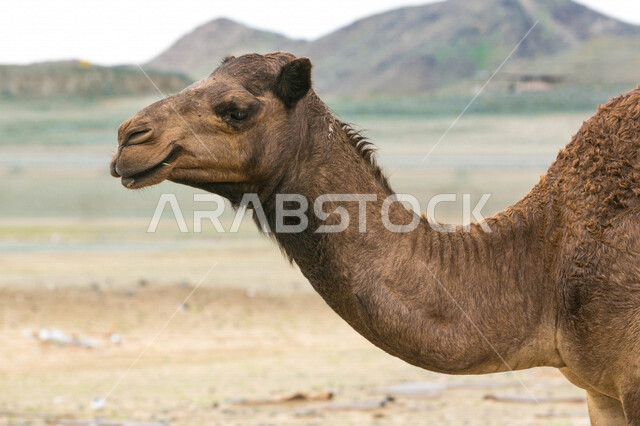Close-up of a camel in a camel farm, a caravan of camels in a wilderness reserve, a herd of camels in the desert in the daytime