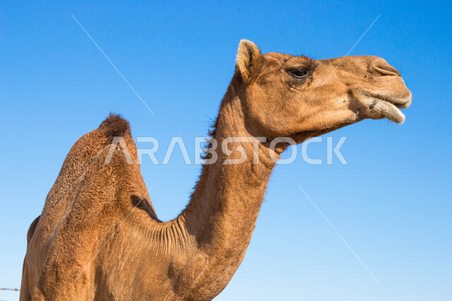 تصوير مقرب لجمل (ابل ) في مزرعة لتربية الجمال، قافلة من الجمال في محمية برية ، قطيع من الجمال بالصحراء في وضع النهار