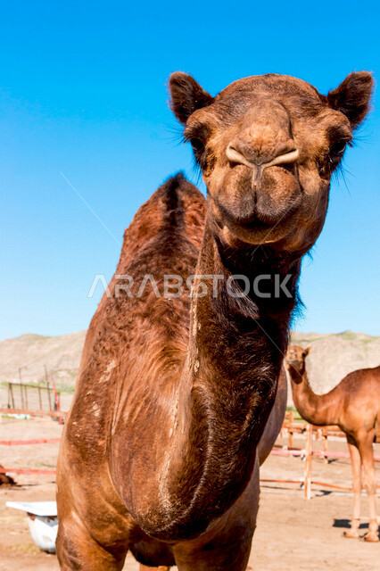 تصوير مقرب لجمل (ابل ) في مزرعة لتربية الجمال، قافلة من الجمال في محمية برية ، قطيع من الجمال بالصحراء في وضع النهار
