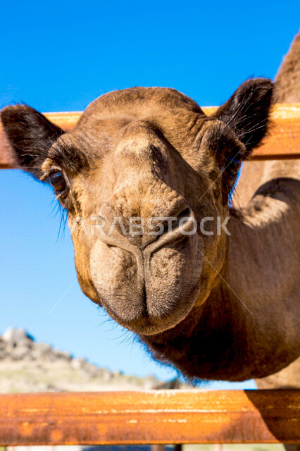 تصوير مقرب لجمل (ابل ) في مزرعة لتربية الجمال، قافلة من الجمال في محمية برية ، قطيع من الجمال بالصحراء في وضع النهار