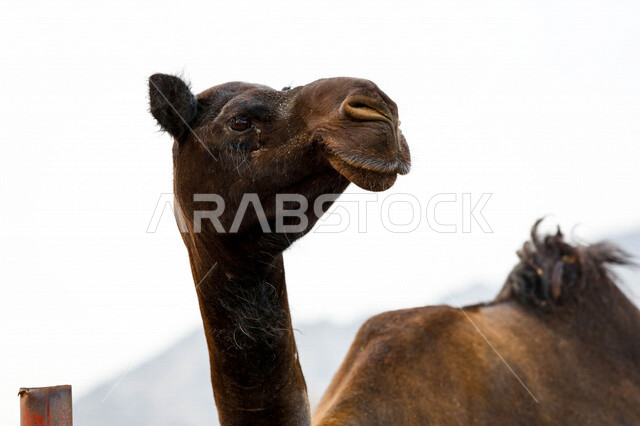 تصوير مقرب لجمل (ابل ) في مزرعة لتربية الجمال، قافلة من الجمال في محمية برية ، قطيع من الجمال بالصحراء في وضع النهار