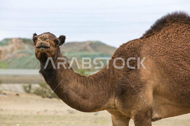 تصوير مقرب لجمل (ابل ) في مزرعة لتربية الجمال، قافلة من الجمال في محمية برية ، قطيع من الجمال بالصحراء في وضع النهار