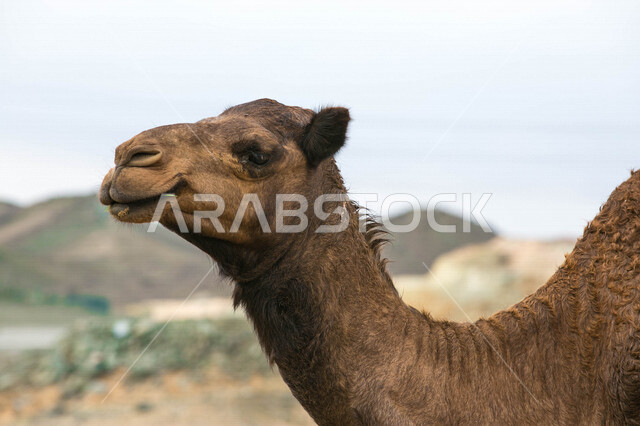 تصوير مقرب لجمل (ابل ) في مزرعة لتربية الجمال، قافلة من الجمال في محمية برية ، قطيع من الجمال بالصحراء في وضع النهار