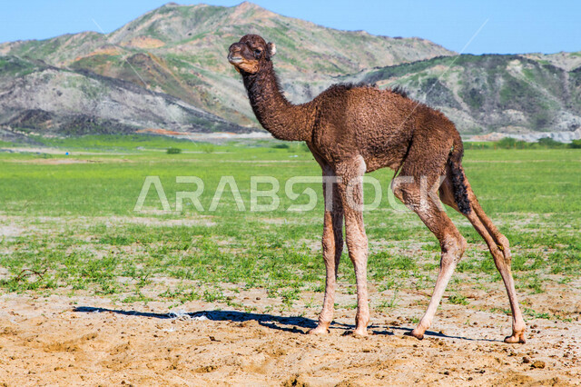 صورة لصغير الجمل (القعود ) في مزرعة لتربية الجمال  ، قافلة من الجمال في محمية برية ، قطيع من الجمال بالصحراء في وضع النهار