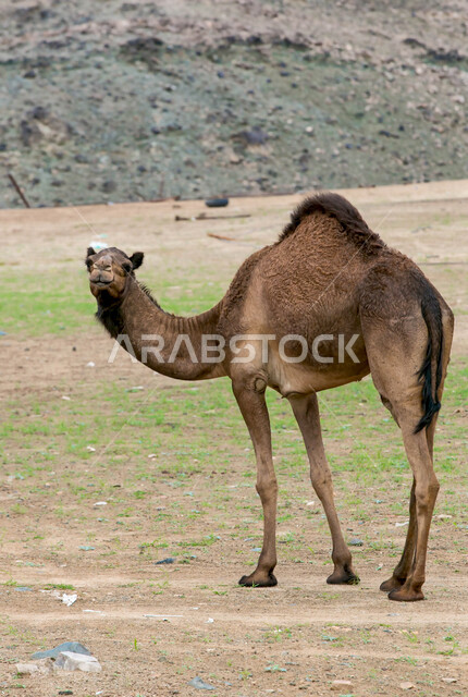 صورة  لجمل (ابل ) في مزرعة لتربية الجمال ، قافلة من الجمال في محمية برية ، قطيع من الجمال بالصحراء في وضع النهار