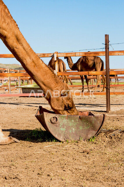 صورة  لجمل (ابل ) في مزرعة لتربية الجمال ، قافلة من الجمال في محمية برية ، قطيع من الجمال بالصحراء في وضع النهار