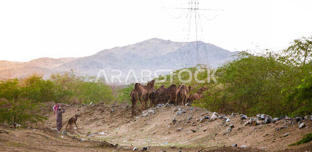 مجموعة من الجمال في مزرعة لتربية الجمال  ، قافلة من الجمال في محمية برية ، قطيع من الجمال بالصحراء في وضع النهار