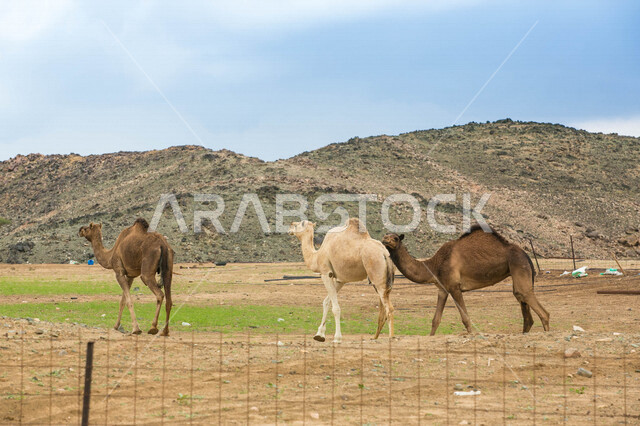 A group of camels in a camel farm, a caravan of camels in a wilderness reserve, a herd of camels in the desert in daylight