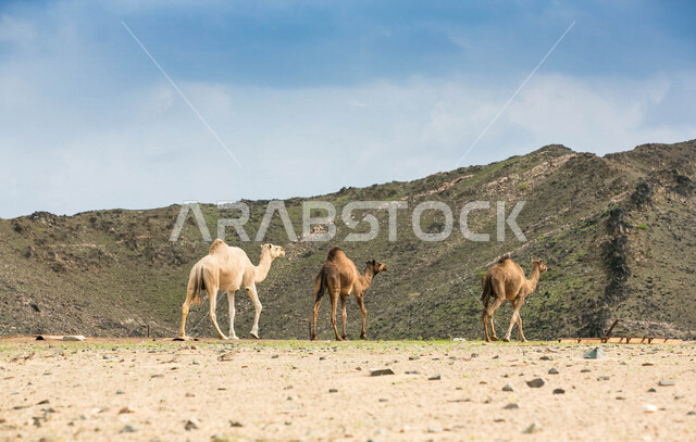 مجموعة من الجمال في مزرعة لتربية الجمال  ، قافلة من الجمال في محمية برية ، قطيع من الجمال بالصحراء في وضع النهار