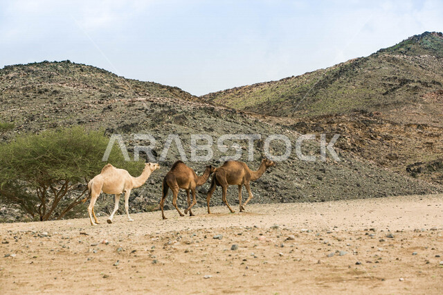 A group of camels in a camel farm, a caravan of camels in a wilderness reserve, a herd of camels in the desert in daylight